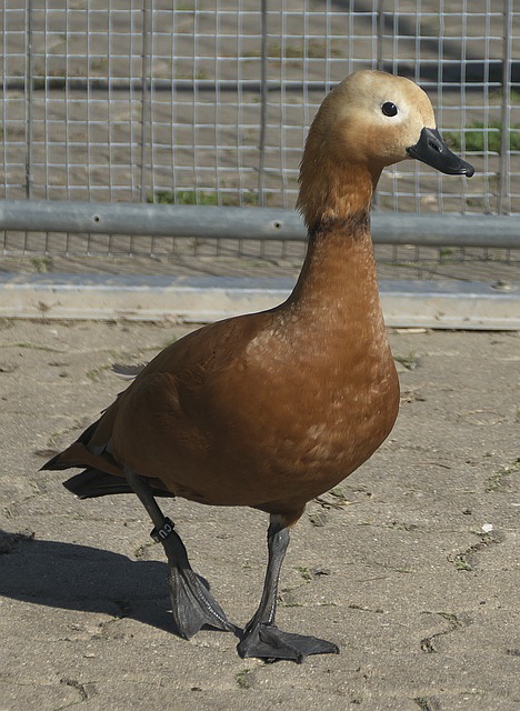 家队